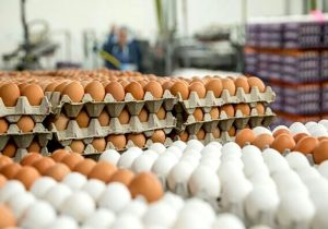 چرا قیمت تخم مرغ یکباره گران شد؟