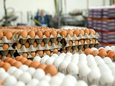 چرا قیمت تخم مرغ یکباره گران شد؟