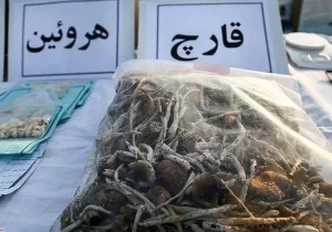 جزئیات کشف ۸ کیلوگرم مخدر ماشروم در تهران