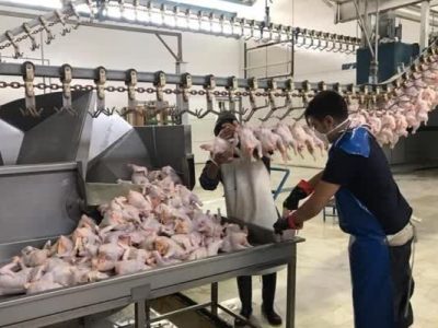 نخستین محموله صادراتی مرغ به عراق رفت